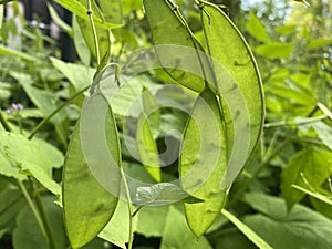 The Perennial honesty Lunaria rediviva, das Ausdauernde Silberblatt, Wildes Silberblatt oder Mondviole, RuÃÂ¾iÃÂasta mjeseÃÂnica photo